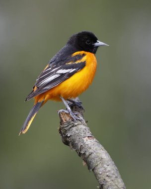 Erkek Baltimore bir ağaç dalı - Lambton Shores, Ontario, Kanada tünemiş sarıasma (sarilik galbula)