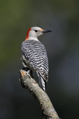 Kadın kırmızı karınlı ağaçkakan (Melanerpes carolinus) tünemiş bir ağaç dalı - Lambton Shores, Ontario, Kanada