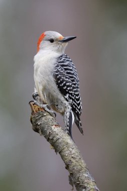 Kadın kırmızı karınlı ağaçkakan (Melanerpes carolinus) tünemiş bir ağaç dalı - Lambton Shores, Ontario, Kanada