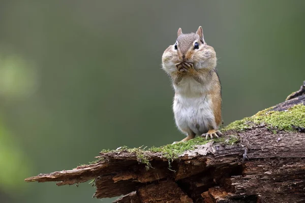 Eastern Chipmunk Tamias Striatus Standing Mossy Log Its Cheep Pouches — Stock Photo, Image
