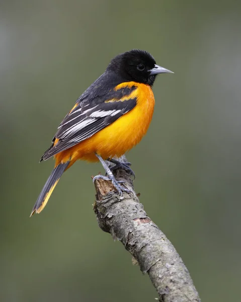 Masculino Baltimore Oriole Galbulosa Icterus Empoleirado Galho Árvore Lambton Shores — Fotografia de Stock