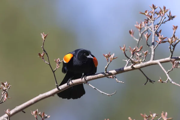 Male Red Winged Blackbird Agelaius Phoeniceus Displaying Its Wing Epaulets — Stock Photo, Image