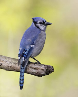 Mavi alakarga (Cyanocitta cristata) tünemiş bir ölü ağaç dalı - Lambton Shores, Ontario, Kanada