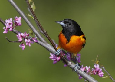 Erkek Baltimore bir Doğu Erguvan Ağacı - Lambton Shores, Ontario, Kanada tünemiş sarıasma (sarilik galbula)
