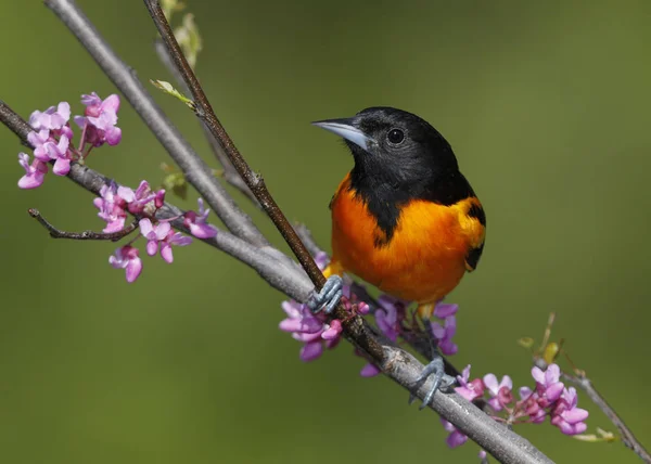 Male Baltimore Oriole Icterus Galbula Perched Eastern Redbud Tree Lambton — Stock Photo, Image