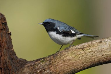 Kara gerdanlı erkek mavi ötleğen (Setophaga caerulescens) tünemiş bir ağaç dalı - Grand Bend, Ontario, Kanada