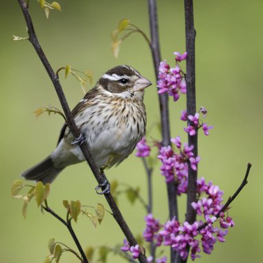 Bayan Rose - breasted bahar - Grand Bend, Ontario, Kanada çiçekli erguvan ağaca tünemiş kocabaş (Pheucticus ludovicianus)