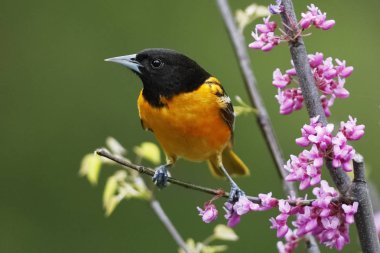 Erkek Baltimore sarıasma (sarilik galbula) tünemiş bir çiçekli Doğu erguvan - Ontario, Kanada