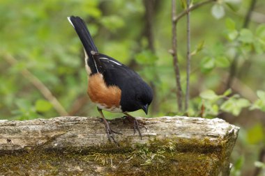 Erkek Doğu kenarına bir orman - Grand Bend, Ontario, Kanada demiryolu çitte tünemiş Towhee (Pipilo erythrophthalmus)