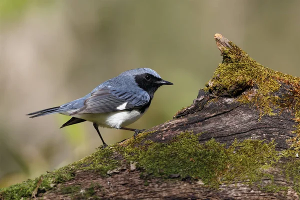 Male Black Throated Blue Warbler Setophaga Caerulescens Perched Moss Covered — Stock Photo, Image