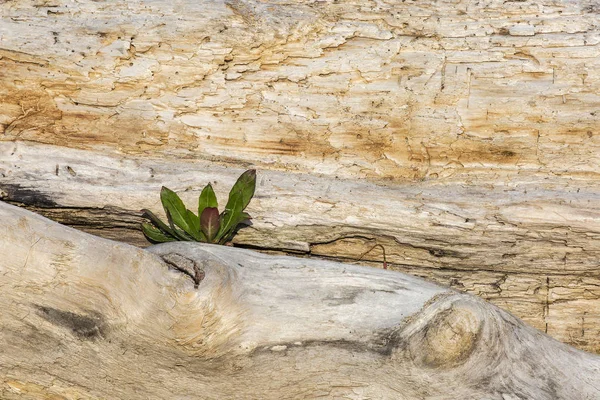 Tiny plant growing out of a piece of driftwood on the shore of Lake Huron - Pinery Provincial Park, Grand Bend, Ontario