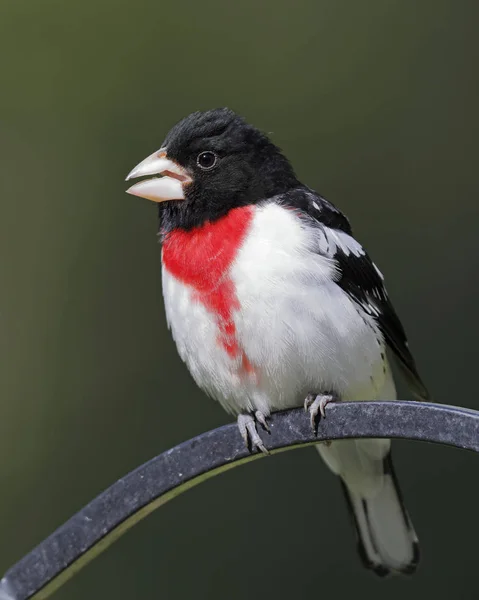 Manliga Rose Breasted Grosbeak Pheucticus Ludovicianus Uppflugen Metall Feeder Krok — Stockfoto