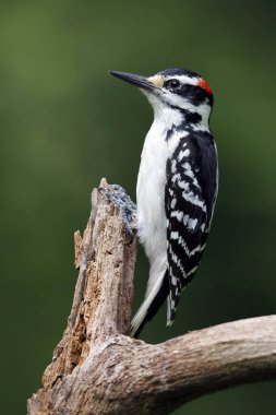 Erkek kıllı bir ölü ağaç dalı - Ontario, Kanada tünemiş ağaçkakan (Leuconotopicus villosus)