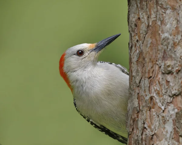 Vrouwelijke Red Bellied Woodpecker Melanerpes Carolinus Een Rode Pijnboom Ontario — Stockfoto