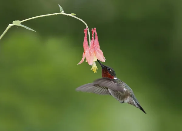Hummingbird Garganta Rubi Archilochus Colubris Macho Alimentando Uma Flor Columbine — Fotografia de Stock