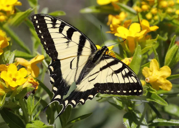 Östra Tiger Swallowtail Papilio Glaucus Nectaring Grått Puccoon Pinery Provincial — Stockfoto