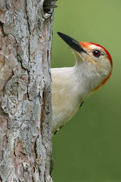 Male Red-bellied Woodpecker (Melanerpes carolinus) on a red pine tree - Ontario, Canada