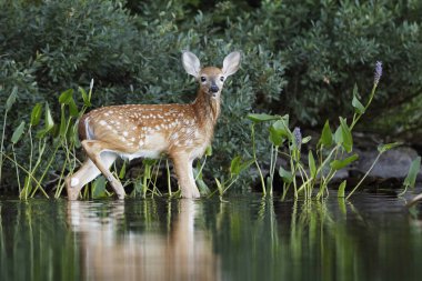 Ak kuyruklu geyik açık kahverengi (Odocoileus virginianus) haber sabah yüzmeye - Haliburton, Ontario, Kanada sonra kıyıya
