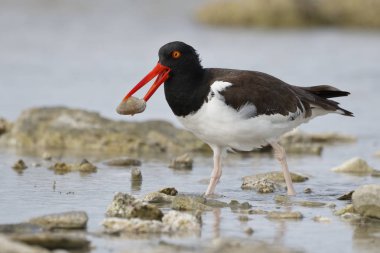 Amerikan kayalık bir gelgit havuzu - Bonaire bir midye yakalamak poyraz kuşugiller (Haematopus palliatus)