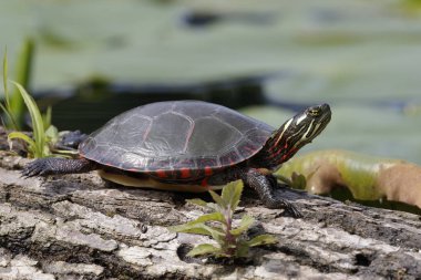 Midland boyalı bir oturum açma - Pinery Provincial Park, Ontario, Kanada tadını çıkarma Turtle (Chrysema picta marginata)