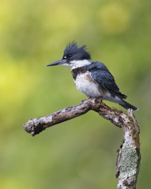Juvenil kuşaklı bir nehir - Ontario, Kanada bakan ölü dal üzerinde tünemiş Kingfisher (Megaceryle alcyon)