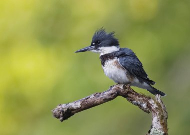Juvenil kuşaklı bir nehir - Ontario, Kanada bakan ölü dal üzerinde tünemiş Kingfisher (Megaceryle alcyon)