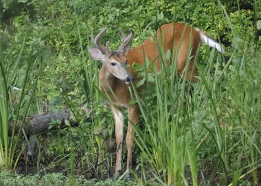 Ak kuyruklu geyik buck (Odocoileus virginiana) bir nehir - Ontario, Kanada kenarında