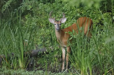 Ak kuyruklu geyik buck (Odocoileus virginiana) bir nehir - Ontario, Kanada kenarında
