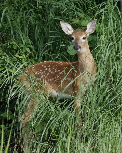 Chevreuil Virginie Odocoileus Virginiana Bord Une Rivière Ontario Canada — Photo