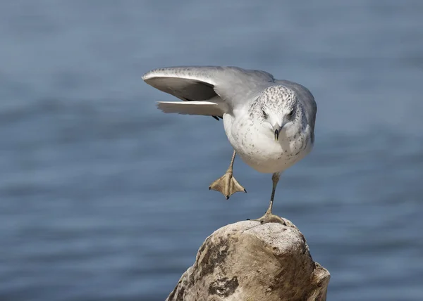 圆环嘴海鸥 Delawarensis 平衡在一只脚在一块浮木 安大略 — 图库照片