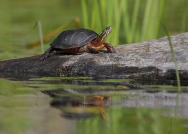 Midland boyalı bir oturum açma - Ontario, Kanada tadını çıkarma Turtle (Chrysema picta marginata)