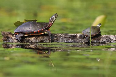 Midland boyalı bir oturum açma - Ontario, Kanada tadını çıkarma Turtle (Chrysema picta marginata)