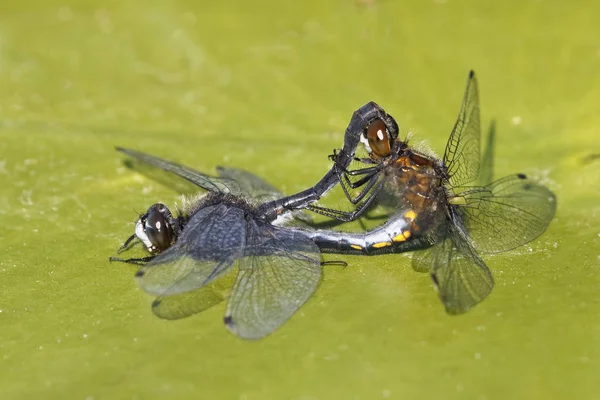 Dot Tailed Whiteface Dragonflies Leucorrhinia Intacta Mating Lily Pad Ontario — Stock Photo, Image