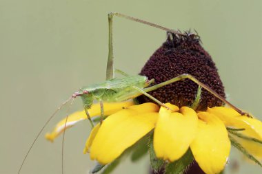 Katydid tünemiş bir iri Susan - Ontario, Kanada