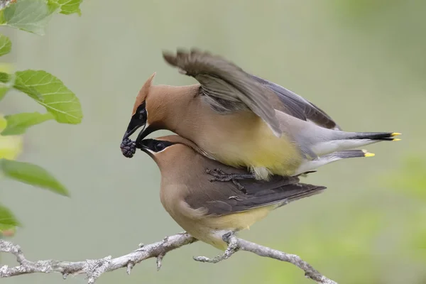 Male Cedar Waxwing (Bombycilla cedorum) presenting a mulberry to his mate during copulation - Ontario, Canada