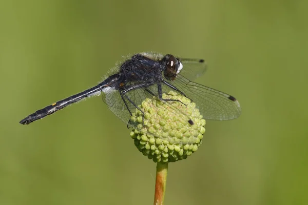 Dot Kvadrát Bělobrad Dragonfly Leucorrhinia Intacta Sedí Buttonbush Ontario Kanada — Stock fotografie