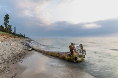 Dalgaların karaya attığı odun bir göl Huron plajda - Pinery Provincial Park, Ontario, Kanada