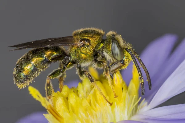 Male Sweat Bee (Augochlorella aurata) pollinating a wild aster - Ontario, Canada