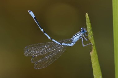 Vernal Bluet (Hemaris diffinis) üzerindeki bir gölet - Ontario, Kanada kenarında kuyrugu yaprak dikilitaş duruş görüntüleme