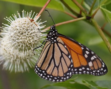 Hükümdar (Danaus plexippus) nectaring bir Buttonbush çiçek - Ontario, Kanada