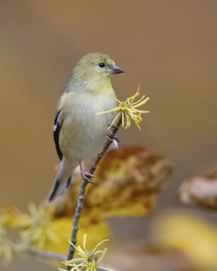 ABD'li sakası (Spinus tristis) kış tüyleri tünemiş bir cadı ela şube - Ontario, Kanada