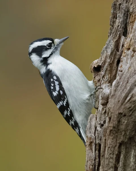 Vrouwelijke Valse Woodpecker Picoides Pubescens Foerageren Een Dode Boomstronk Ontario — Stockfoto
