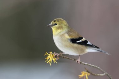 Erkek ABD'li sakası (Spinus tristis) kış tüyleri içinde bir cadı ela dalda geç sonbaharda - Ontario, Kanada tünemiş.