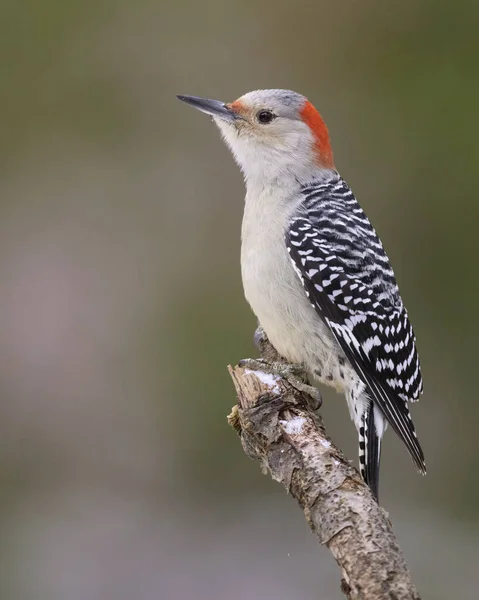 Red Bellied Woodpecker Melanerpes Carolinus Zat Een Dode Tak Ontario — Stockfoto