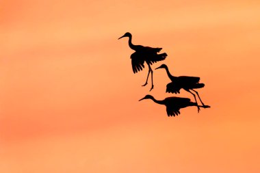Sandhill günbatımında - Bosque del Apache Ulusal Yaban hayatı sığınma evi, New Mexico inmeye hazırlanıyor vinçler (Grus canadensis) üçlüsü
