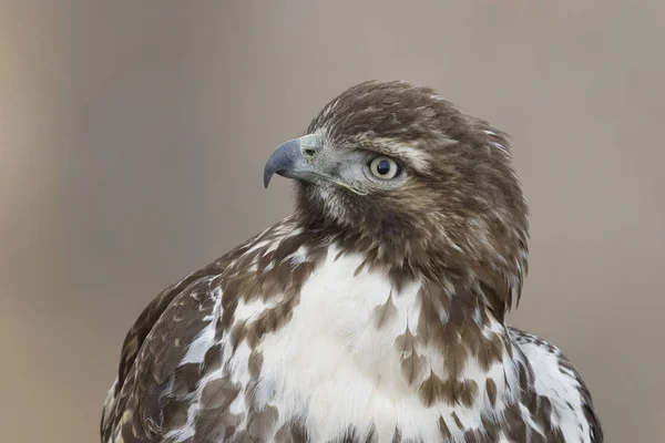 Nahaufnahme Eines Jungen Rotschwanzfalken Buteo Jamaicensis Bosque Del Apache National — Stockfoto