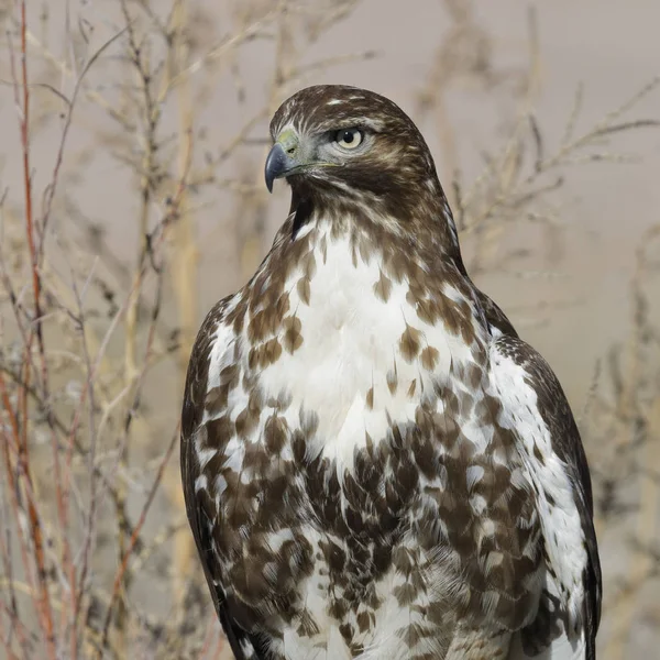 Junges Rotschwanzfalken Buteo Jamaicensis Bosque Del Apache National Wildlife Refugium — Stockfoto