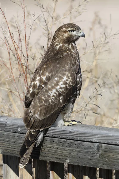 Młodzieńcze Red Tailed Hawk Buteo Jamaicensis Wznosi Się Pokład Poręcze — Zdjęcie stockowe