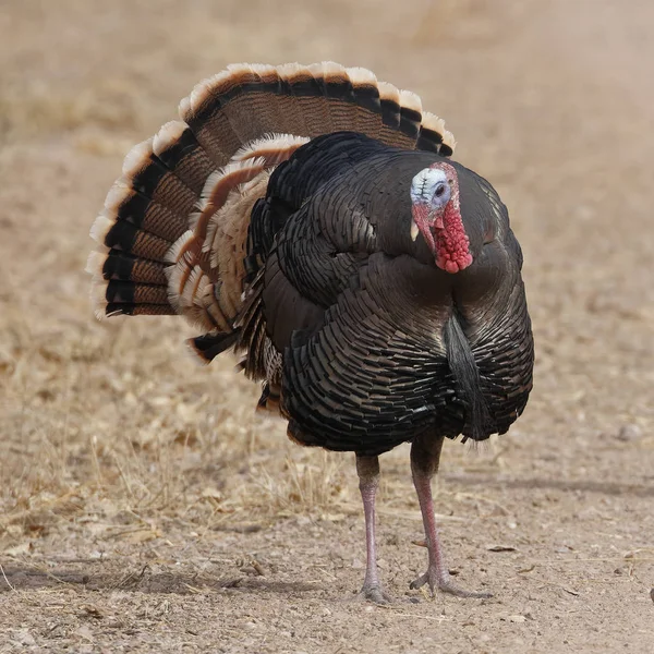 Pavo Salvaje Macho Meleagris Gallopavo Con Cola Extendida Bosque Del — Foto de Stock