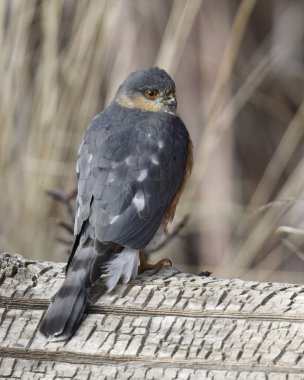 Keskin - shinned bir oturum açma - Bosque del Apache Ulusal Yaban hayatı sığınma evi, New Mexico tünemiş atmaca (Accipiter striatus)